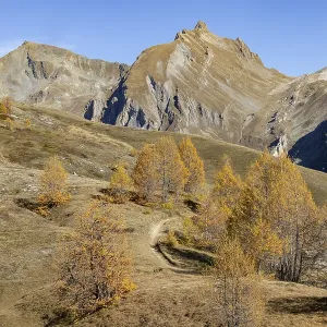 Autumnal larch forests, view of the Niwen and the Loicherspitze Autumnal larch forests, view of the Niwen and the Loicherspitze