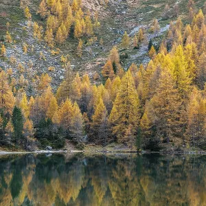 Autumnal larches are reflected in the Lake Palpuogna