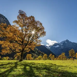 Autumnal Maple (Acer) in backlight with mountains in the background Autumnal Maple (Acer) in backlight with mountains in the background