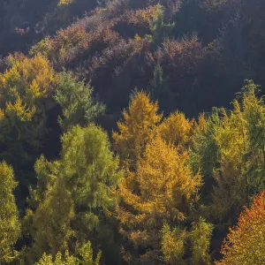 Autumnal mixed forest, Ahr valley Autumnal mixed forest, Ahr valley