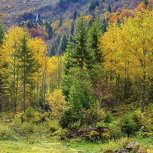 Autumnal mountain forest in the Oytal