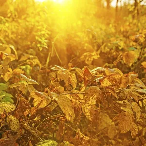 Autumnal plants at sunrise Instagram styles