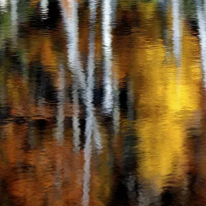 Autumnal trees, reflected in water