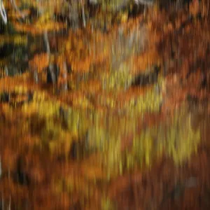 Autumnal trees, reflected in water Autumnal trees, reflected in water