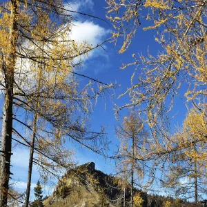 Autumnal yellow lark forest on the Genneralm with view to the Holzeck