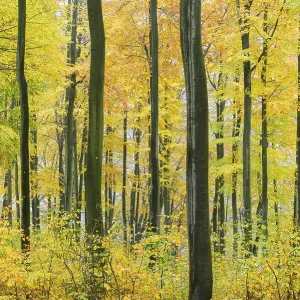 Autumnally colored beeches (Fagus sylvatica) in the forest in the first snow