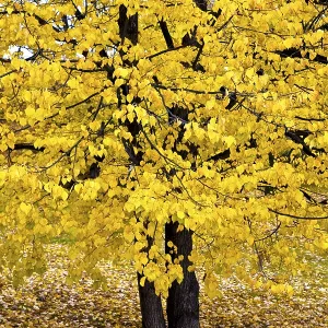 Autumnally colored broad-leaved tree Autumnally colored broad-leaved tree
