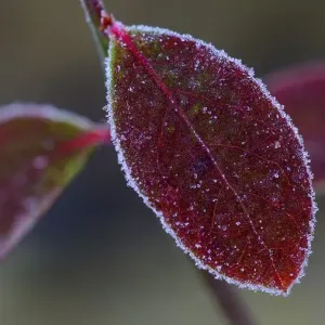 Autumnally colored leaf of blueberry (Vaccinium myrtillus) with ice crystals
