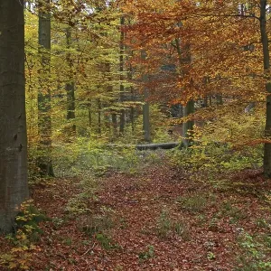 Autumnally coloured beech groove Autumnally coloured beech groove