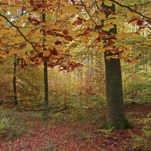 Autumnally coloured beech groove