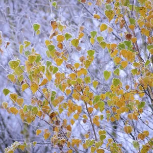 Autumnally coloured leaves of a (Betula) in hoar frost