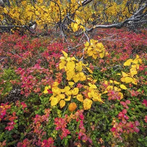 Autumnally discolored vegetation Autumnally discolored vegetation