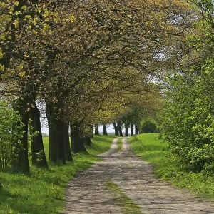 Avenue of trees along a path, Mecklenburg Lake District