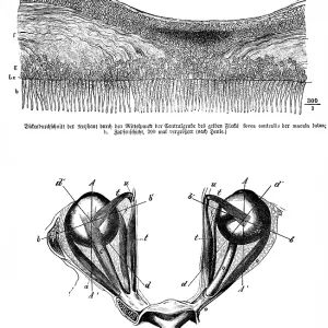 Average thickness of the retina through the center of the central pit of the yellow spot