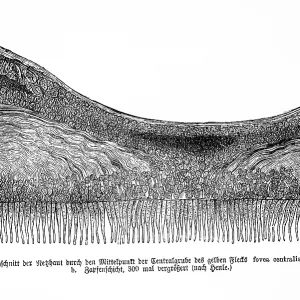 Average thickness of the retina through the center of the central pit of the yellow spot