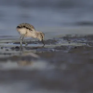 Avocet (Recurvirostra avosetta)