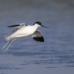 Avocet (Recurvirostra avosetta)