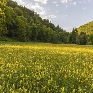 Many awns (Rhinanthus glacialis)