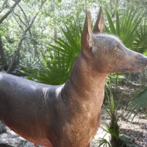 Aztec hairless dog Xoloitzcuintli from Mexico jungle