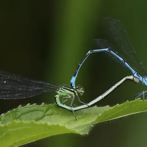 Azure damselfly (Coenagrion puella) Azure damselfly (Coenagrion puella)