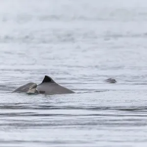 A baby Harbour porpoise (Phocoena phocoena)