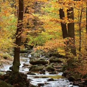 Bach with autumn leaves, Ilse, in the Ilse valley Bach with autumn leaves, Ilse, in the Ilse valley