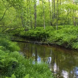 Bach, course of the Endeler, Erlenbruch Bach, course of the Endeler, Erlenbruch