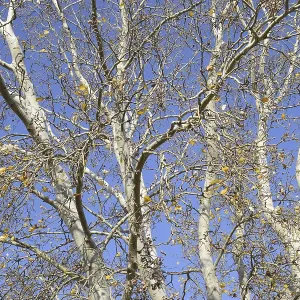 Background of the branches of a silver poplar Background of the branches of a silver poplar