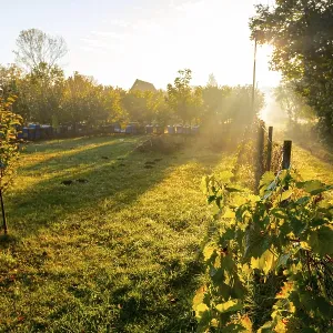 Autumn Morning Sun Print - Grapevine and Beehives Autumn Morning Sun Print - Grapevine and Beehives