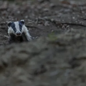 The badger (Meles meles) cautiously leaves its den