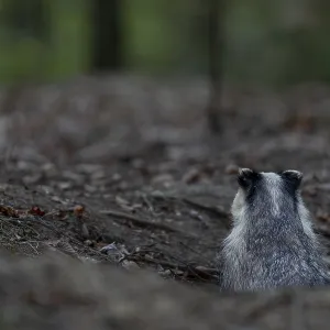Before the badger (Meles meles) leaves its den completely