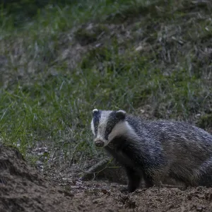 A badger (Meles meles) leaves its den in the evening