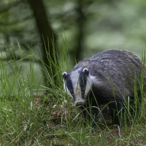 After the badger (Meles meles) has left the den