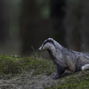 The badger (Meles meles) has left the den and is tensely securing itself near the cave entrance