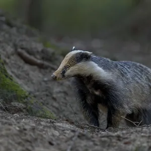 The badger moth (Meles meles) is busy almost every evening optimising or repairing the construction entrances