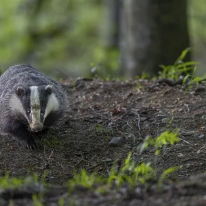 The badger moth (Meles meles) seems to enjoy the peace and quiet