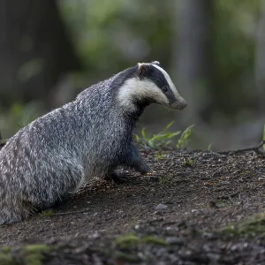 A badger moth (Meles meles) has just left the burrow
