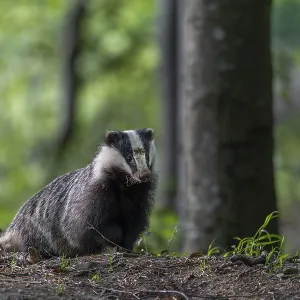 The badger moth (Meles meles) spends a few minutes in front of the burrow in front of setting off in search of food