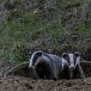 Badger siblings (Meles meles) at the age of about 6 months in front of the burrow