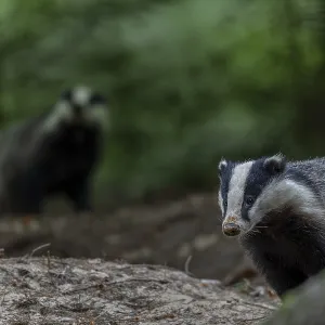 Badgers (Meles meles) become active at dusk