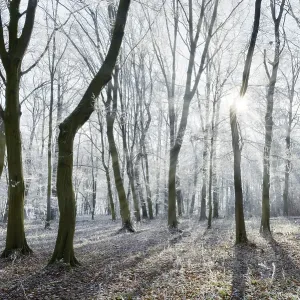 Bald beech forest with hoarfrost in winter