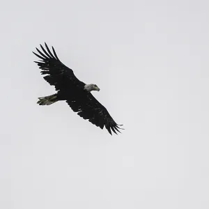 Bald eagle (Haliaeetus leucocephalus)