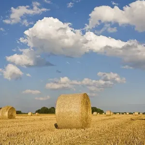 Bale of straw on a grain field