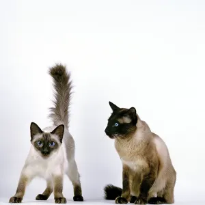 Balinese domestic cat, adult against white background