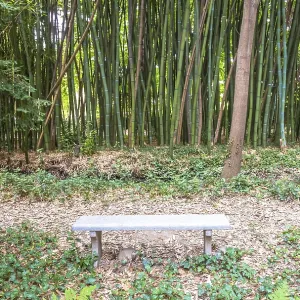 Bamboo botanical garden. Useful concept for zen