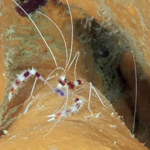 Banded coral shrimp (Stenopus hispidus) Banded coral shrimp (Stenopus hispidus)