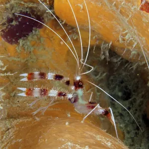 Banded coral shrimp (Stenopus hispidus)
