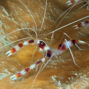 Banded coral shrimp (Stenopus hispidus)