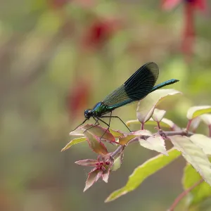 Banded demoiselle damselfly (Calopteryx splendens) adult male insect resting on a garden fuchsia flower in summer