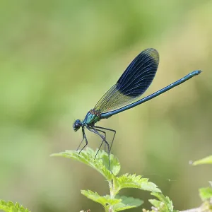 Banded dragonfly male, Calopteryx splendens